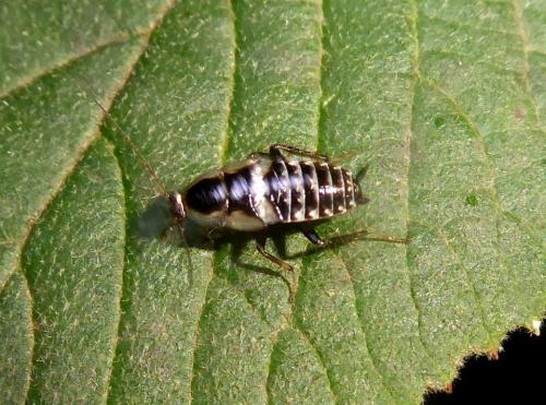 Planuncus vinzi